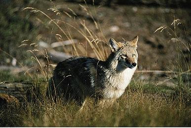 《狙击精英5》第二年季票新DLC上线 包含新战役任务