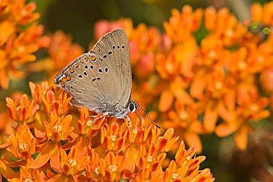 像素风种田游戏《The Hawkers》Steam页面 支持中文