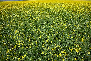 叙事游戏《哈罗德·哈利巴》全新实机 4月16日发售